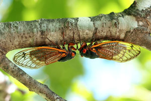 Periodical cicadas