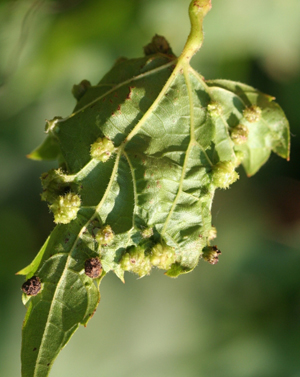 Phylloxera leaf galls