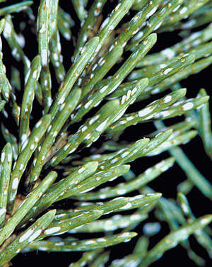 Pine needle scale