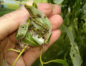 Poplar tentmaker caterpillar and damage