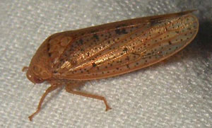 Privet leafhopper adult