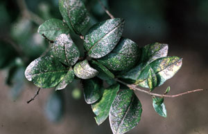 Privet thrips damage