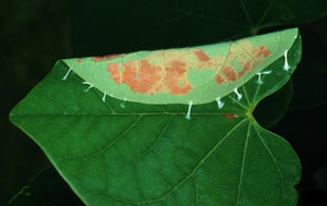 Redbud leaffolder damage