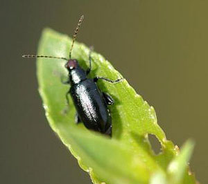 Redheaded flea beetle