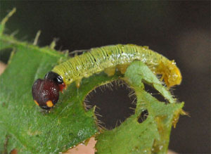 Silver spotted skipper larva