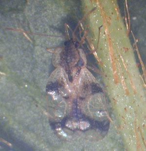 Andromeda lace bug