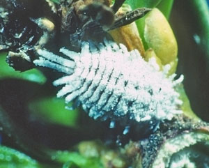 Taxus mealybug