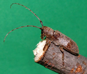 twig girdler adult