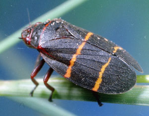 Twolined spittlebug adult