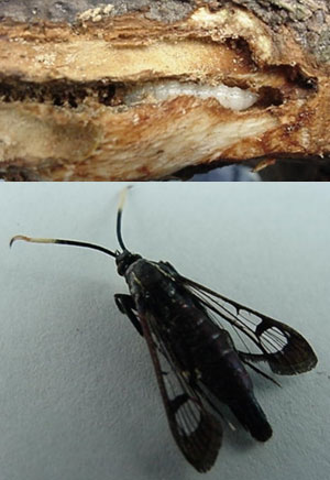 Viburnum crown borer larva and adult