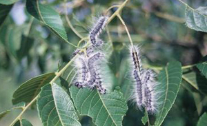 walnut caterpillars