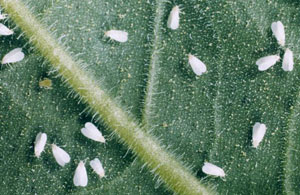 Whitefly adults