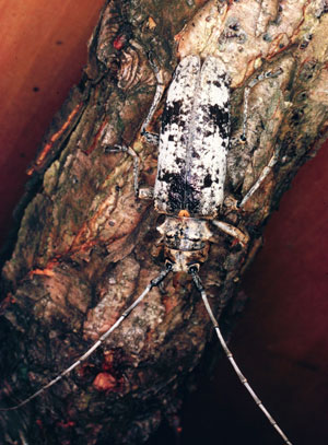 White oak borer adult