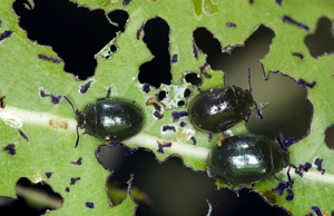 Imported willow leaf beetles
