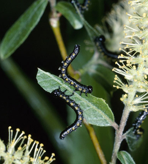 Willow sawfly larvae