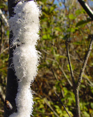 Woolly alder aphid