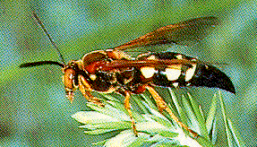 Cicada killer wasp