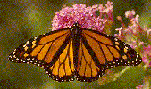 monarch butterfly