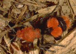 velvet ant