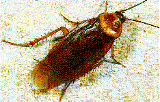 American cockroach