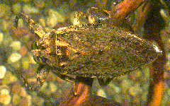 giant water bug