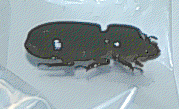 Bess beetle