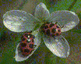 ladybugs