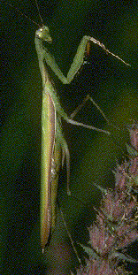 Praying mantid