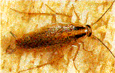 German cockroach