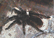 tarantula