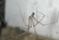 cellar spider