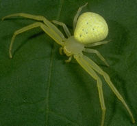 crab spider