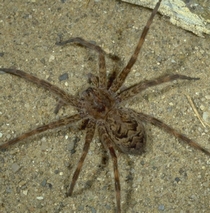 fishing spider