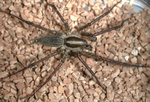 funnel web spider