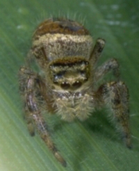 jumping spider