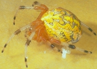 orb weaver spider