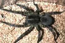 wolf spider