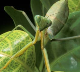 Green Mantid