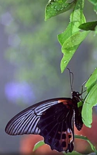 Great Mormon Butterfly