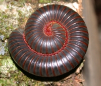 Millipede