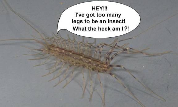 mystery arthropod with many long legs