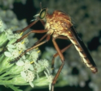 orange robber fly