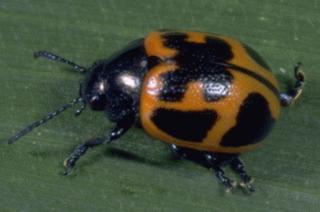 red and black beetle