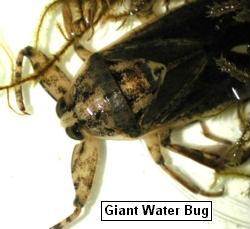 giant water bug