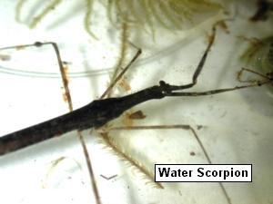 water scorpion