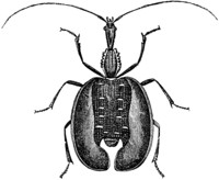 beetle