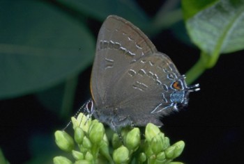 hairstreak butterfly