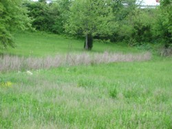 Central Kentucky Grassland