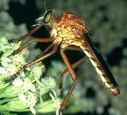 robber fly