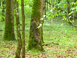 Mammoth Cave forest